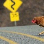 Типология психотипа на основе MBTI: Почему курица перебежала дорогу?