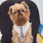 В России сотрудникам разрешили приходить на работу с собаками